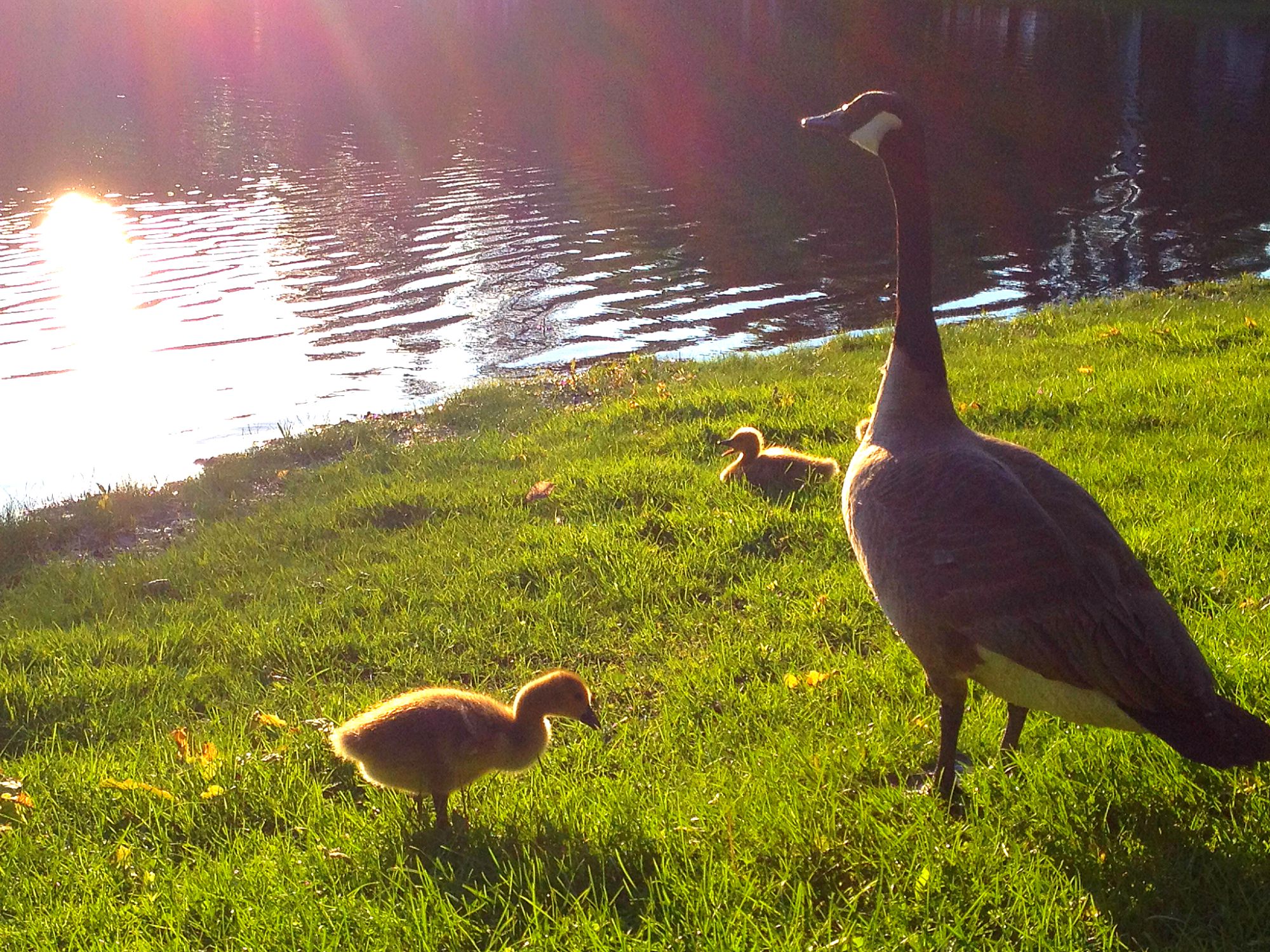 Noonan Park geese