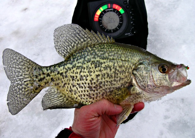 12 inch crappie
