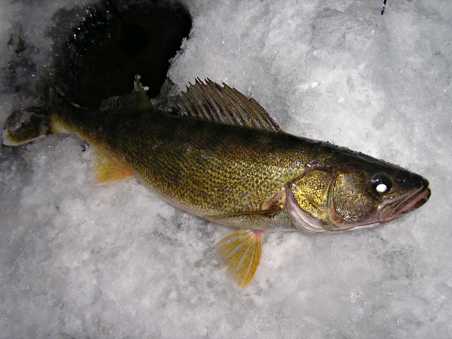 nice walleye from ice fishing