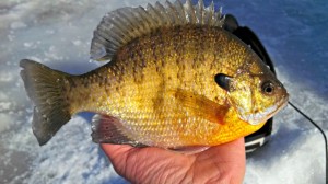 Last call for ice fishing