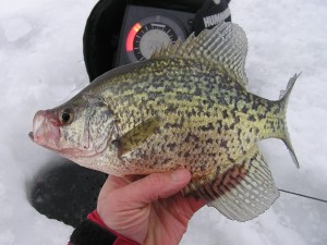 Catching crappies