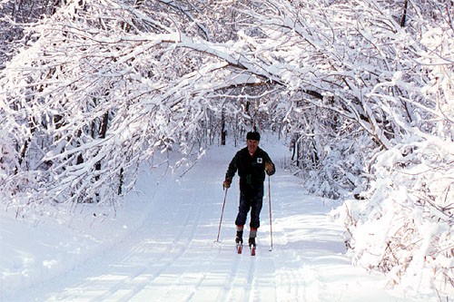 Cross country skiier in the woods