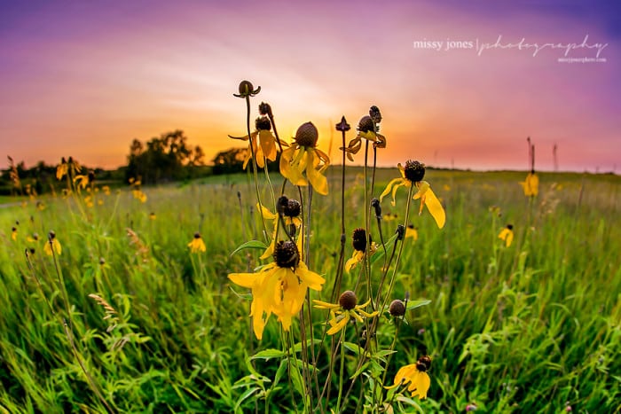 Daisies in the country