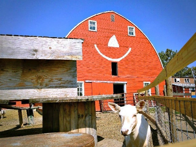 Erickson's Petting Zoo