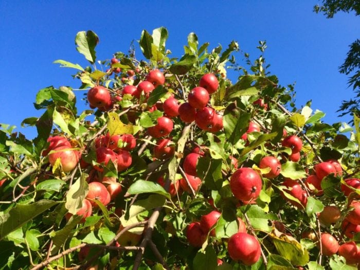 Explore Alex James Feist apples sept 2016