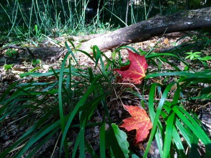 Explore Alex James Feist red maple tease sept 2016