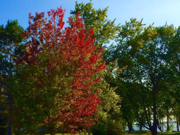 Explore Alex red maple sept 2016