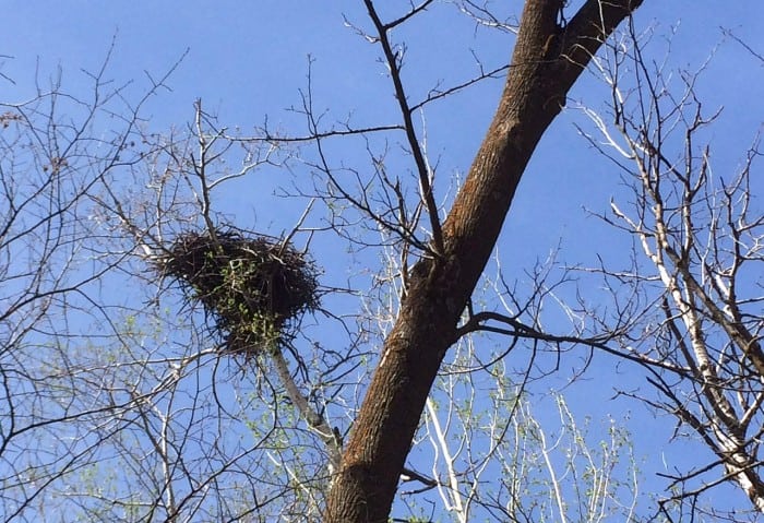 LC Nest