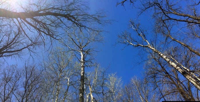 LC Trees pano