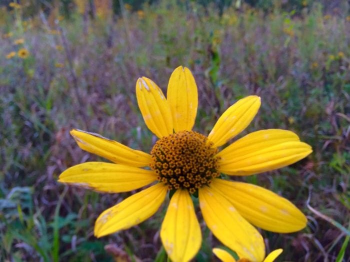 lcsp-oct-2016-fall-flower