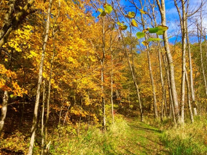 lcsp-oct-2016-path-color-4