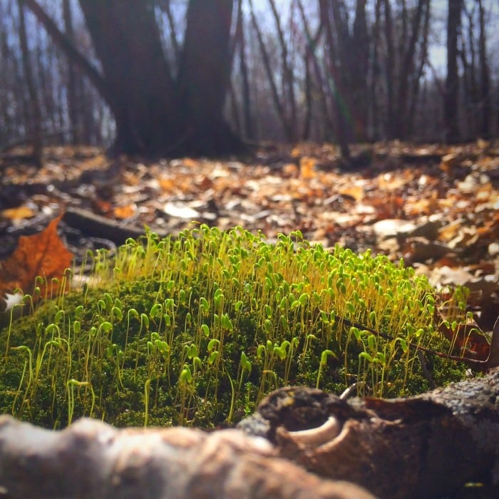 Lake carlos sprouts