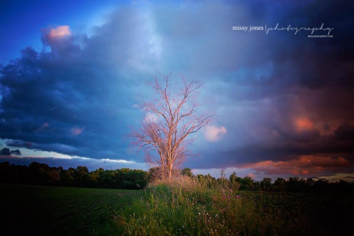Lone Tree