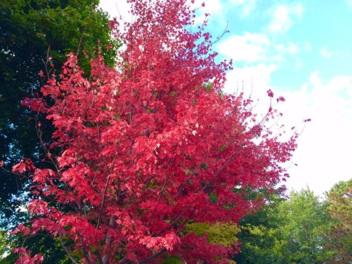 oct-2016-in-town-color
