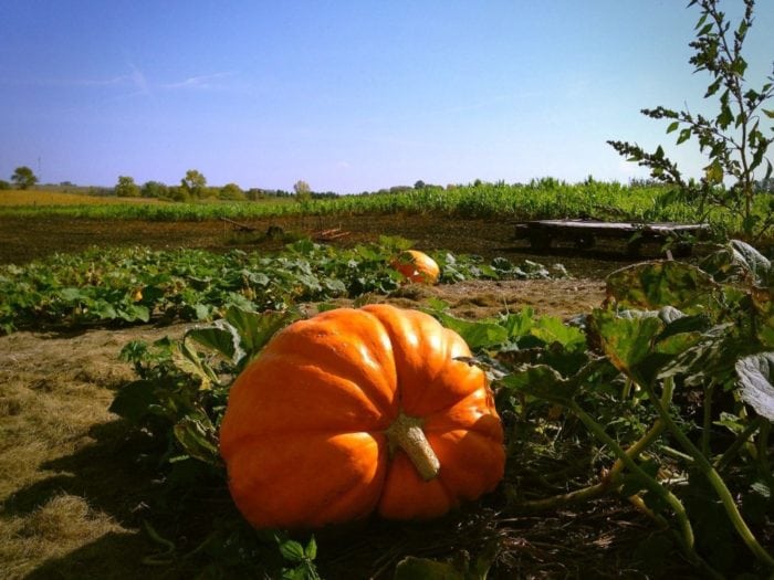 big pumpkin - Photo by James Feist