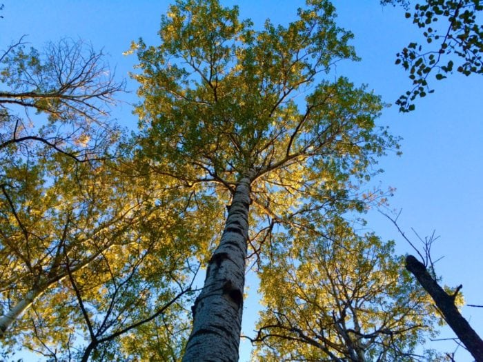 birch tree 2016