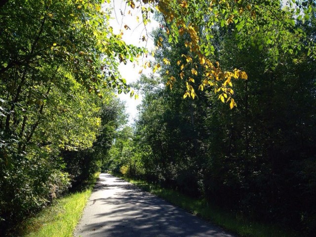 blog-trail-leaves