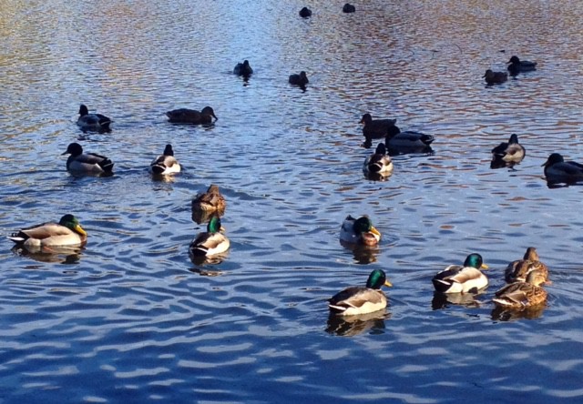 Quack quack! Welcome back!