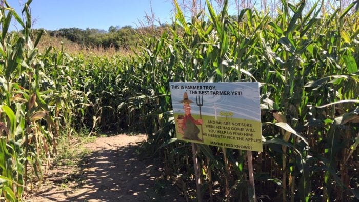 corn maze