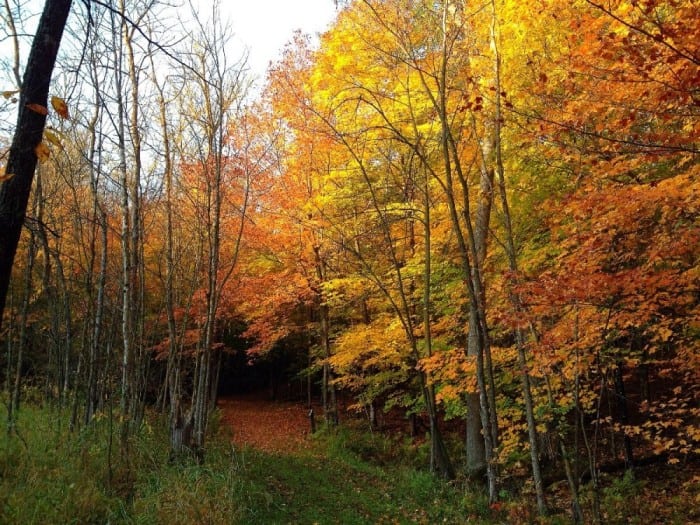fall carlos cove
