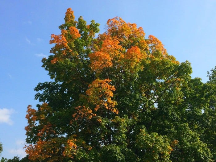 fall update maple 2015