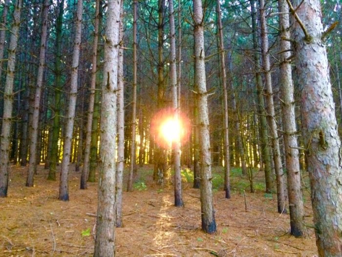 spruce 2016