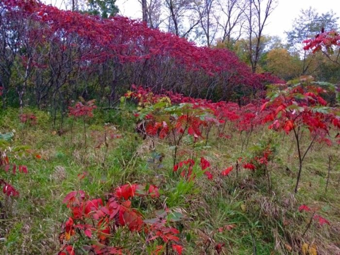 sumac lcsp 2016
