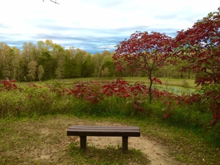 wildlife pond lcsp 2016