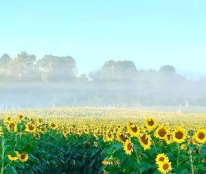 Sunflower maze Country Blossum