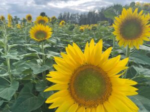 Sunflowers Massman