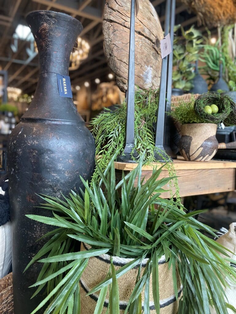 plants vase
