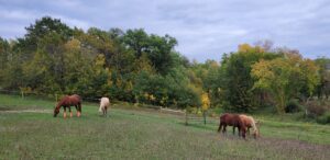 Horses Carlos pasture