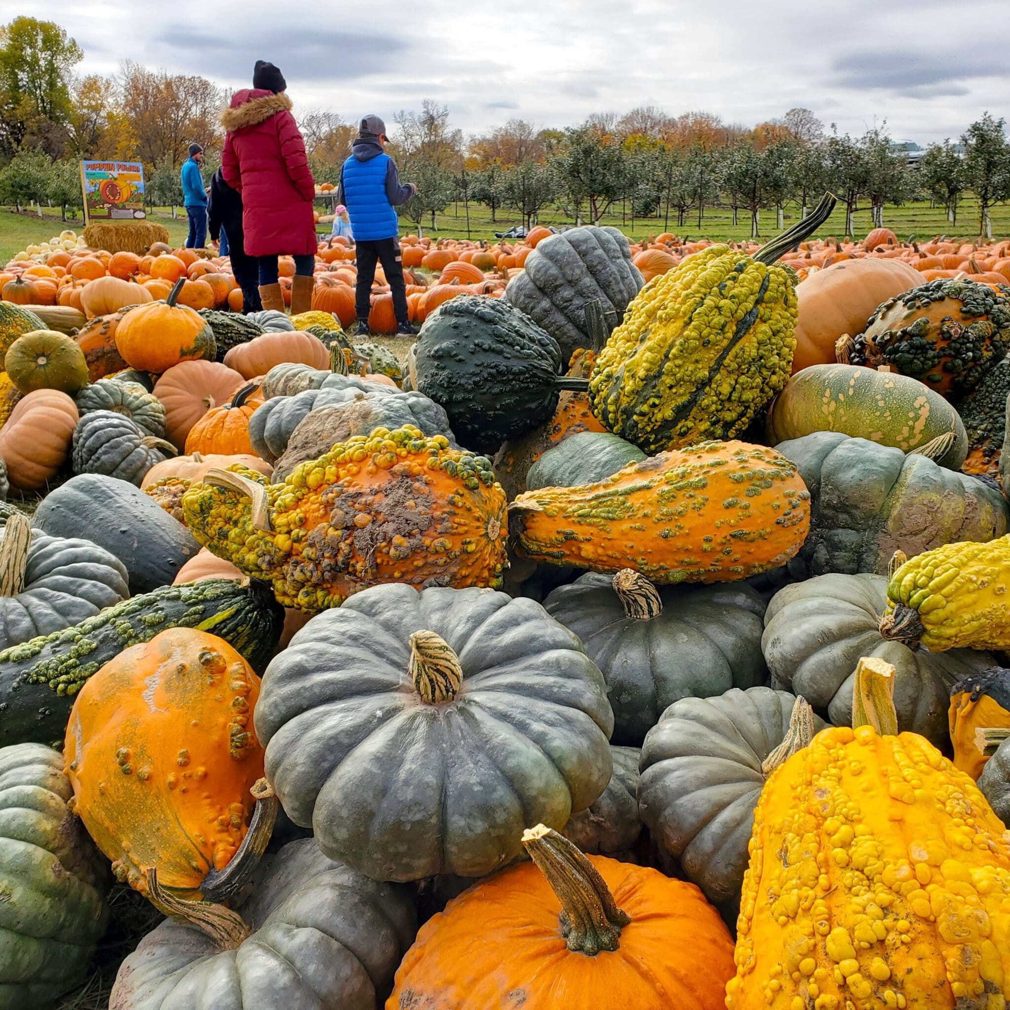 Country-Blossom-pumpkins-10