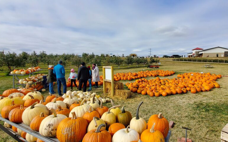 People stand near large piles of orange and white pumpkins at a pumpkin patch on a grassy field, with apple trees, picnic tables, and buildings visible in the background under a cloudy sky.
