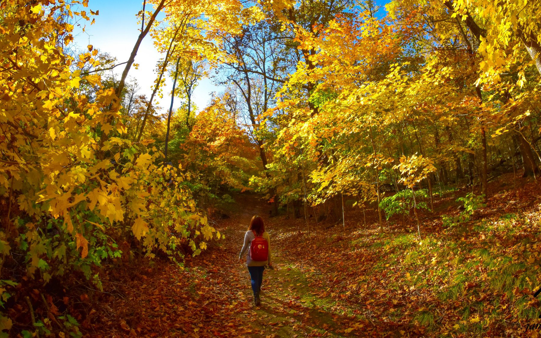 A person with a red backpack walks along a leaf-covered trail through a forest filled with bright yellow and orange autumn foliage, under a clear blue sky—a scenic contrast to any Summer Guide adventure.