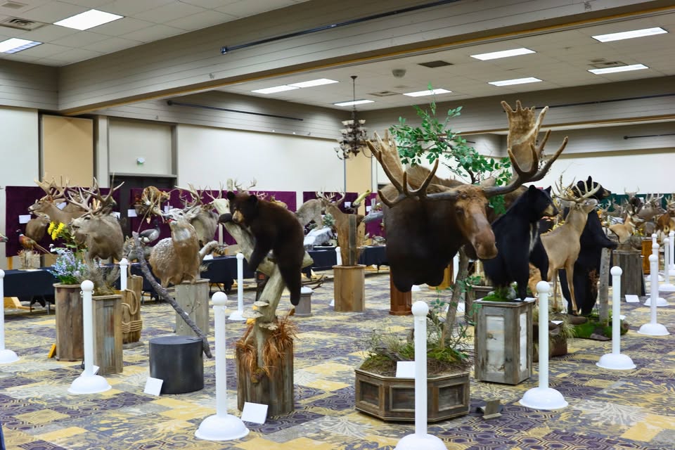A large indoor exhibit by the Minnesota Taxidermy Guild displays several taxidermy animals, including moose, deer, and bears, arranged on platforms in a carpeted room with informational placards and white stanchions. 2026 event details coming soon.