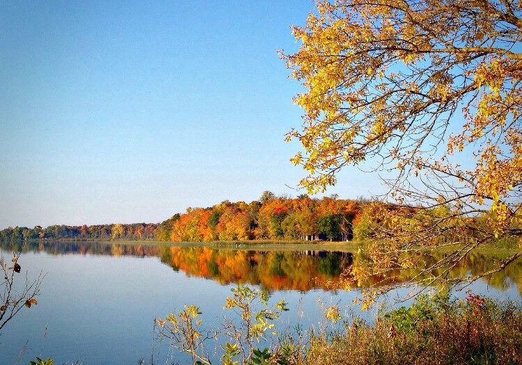 A calm Lake Carlos reflects colorful autumn trees and a clear blue sky, with branches bearing yellow leaves in the foreground and dense foliage lining the shoreline.